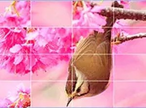 Avian Image Sliding Puzzle